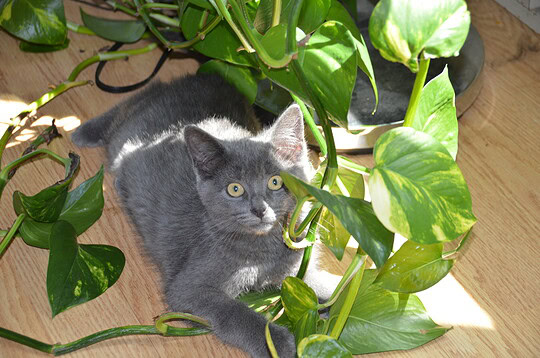 Répulsif naturel pour les chats (Pour sauver vos meubles)