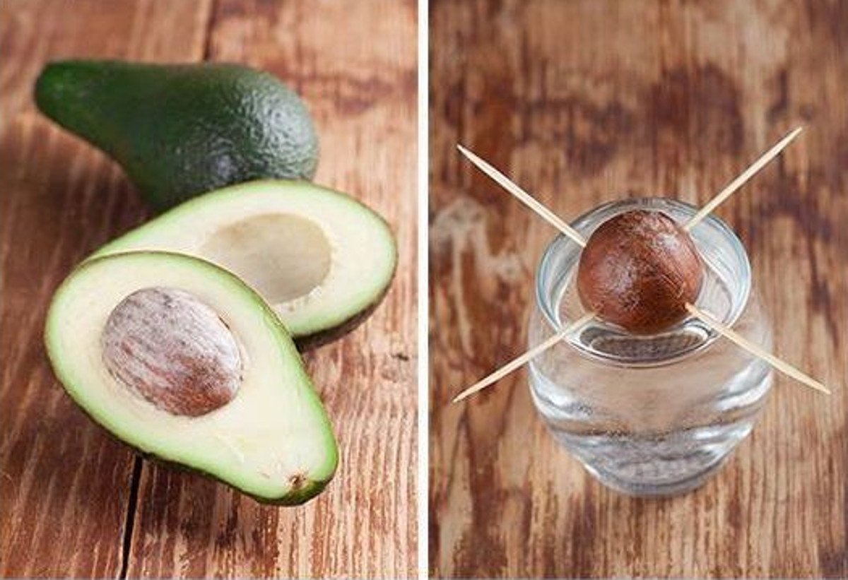 Le meilleur truc pour faire pousser un avocat   la maison 