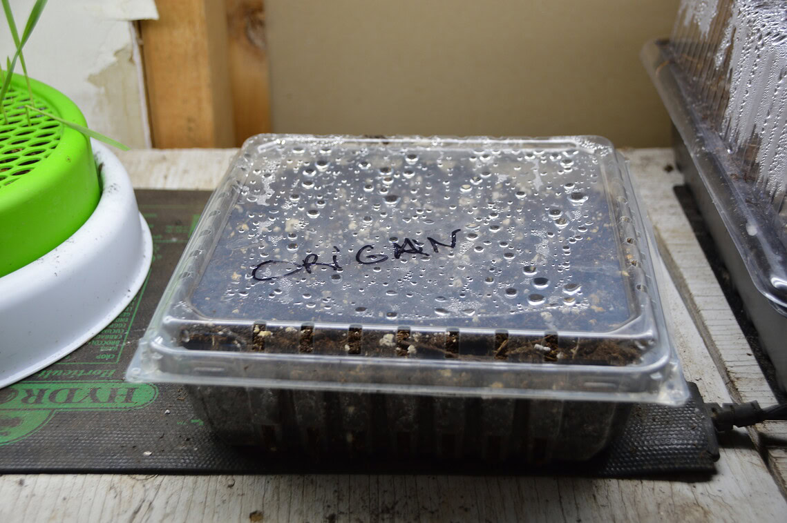 Les meilleurs trucs pour recycler et démarrer ses semis facilement!