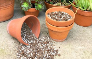 Fabriquer un sol à plantes grasses (cactus, etc)