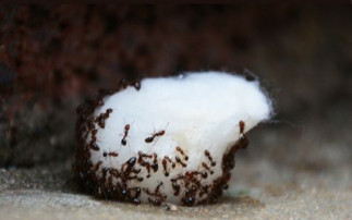 Le meilleur truc pour se débarrasser des fourmis RAPIDEMENT et naturellement!
