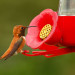 Comment faire le meilleur nectar à colibri maison! (2 ingrédients!)