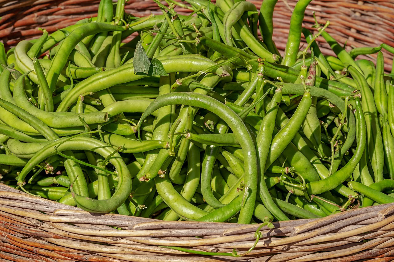 Les meilleurs compagnons de vos concombres dans le potager!