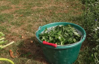 Le purin de rhubarbe pour éloigner les limaces du jardin!