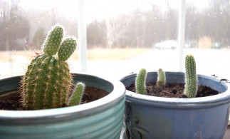 Le meilleur truc pour faire des boutures de cactus facilement!