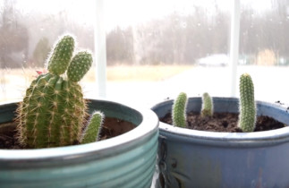 Le meilleur truc pour faire des boutures de cactus facilement!