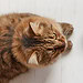 Recette facile de gâteries maison pour chats (style Temptation)