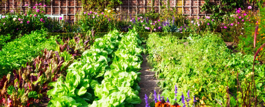 Organisez votre jardin pour vous assurer d'avoir la meilleure récolte!