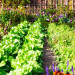 Organisez votre jardin pour vous assurer d'avoir la meilleure récolte!