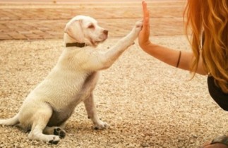 7 trucs essentiels à savoir pour les propriétaires de chien
