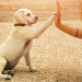 7 trucs essentiels à savoir pour les propriétaires de chien