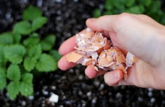 6 utilisations surprenantes des coquilles d'oeuf dans votre jardin!