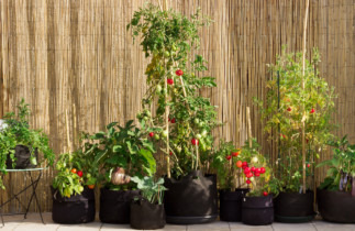18 légumes qui poussent facilement en pot si vous manquez d'espace!