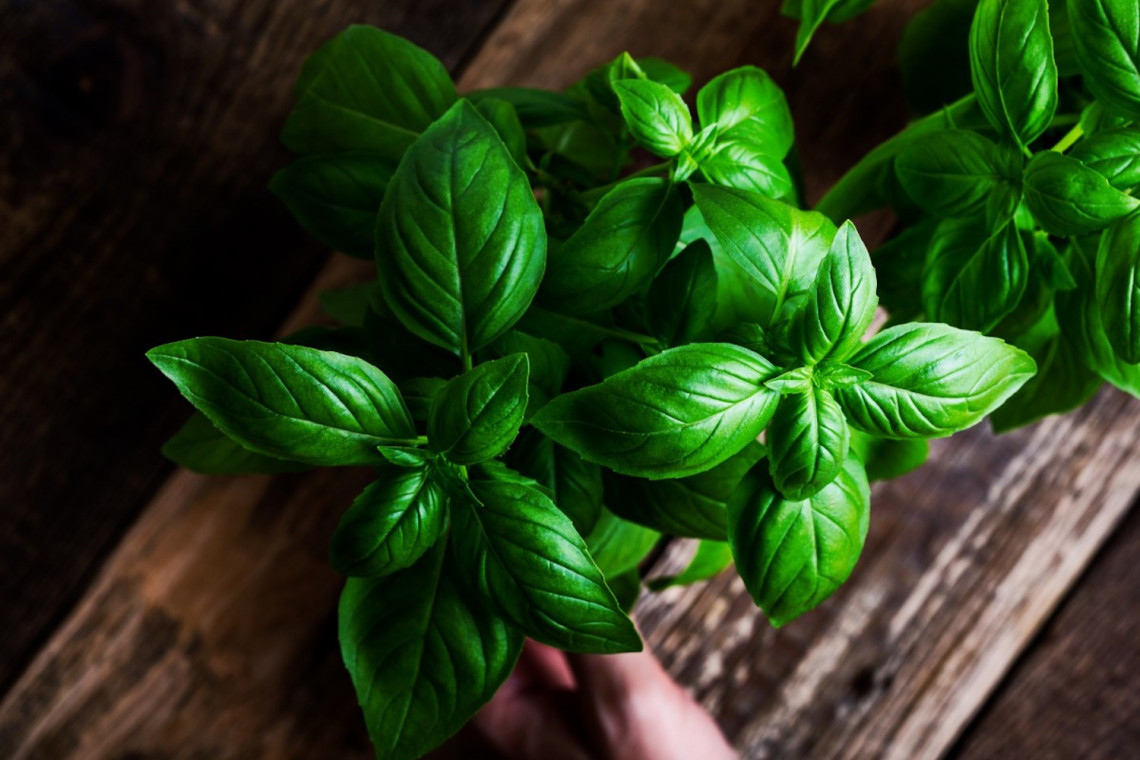 6 astuces faciles pour que votre plant de basilic vive éternellement!