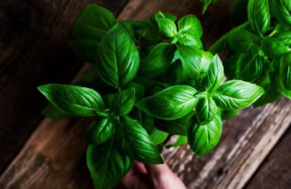 6 astuces faciles pour que votre plant de basilic vive éternellement!