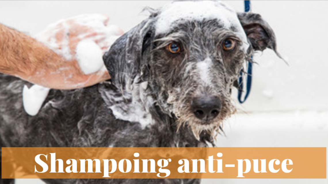 Shampooing anti-puce maison, parfait pour les animaux domestiques!