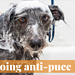 Shampooing anti-puce maison, parfait pour les animaux domestiques!