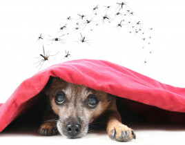 Truc facile pour faire un chasse-moustique maison pour vos chiens!