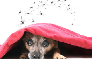 Truc facile pour faire un chasse-moustique maison pour vos chiens!