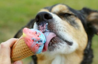 Recette de crème glacée maison pour chien (3 ingrédients)!