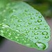 Ces 5 plantes aideront à absorbent l'humidité de votre maison!