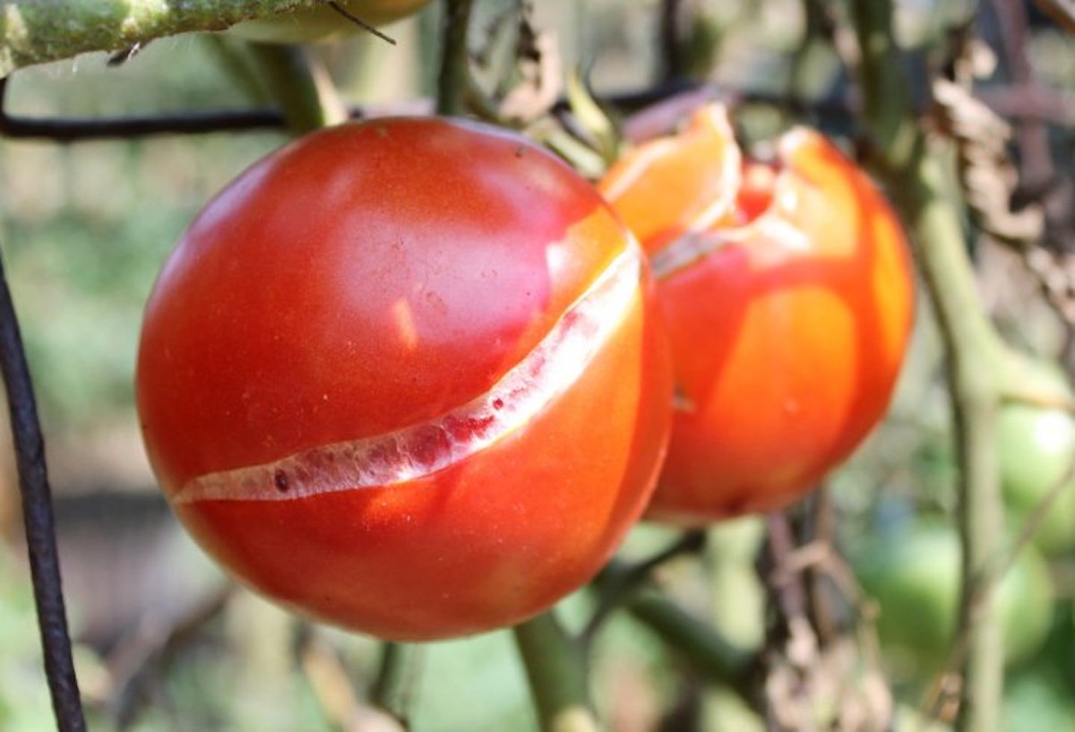5 trucs pour éviter que la peau de vos tomates de jardin fendent!