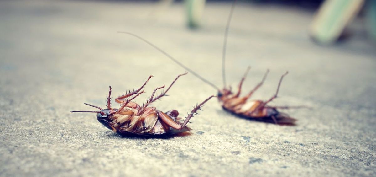 Comment Eliminer Les Insectes Dans La Maison | Ventana Blog