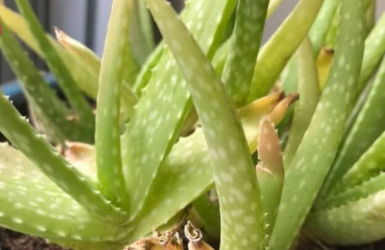 Ravivez un plant d'aloès vera mourant en 5 étapes faciles!