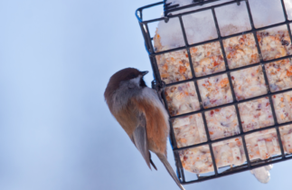 Recette de suif maison pour nourir les oiseaux (Facile à faire!)