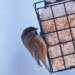 Recette de suif maison pour nourir les oiseaux (Facile à faire!)