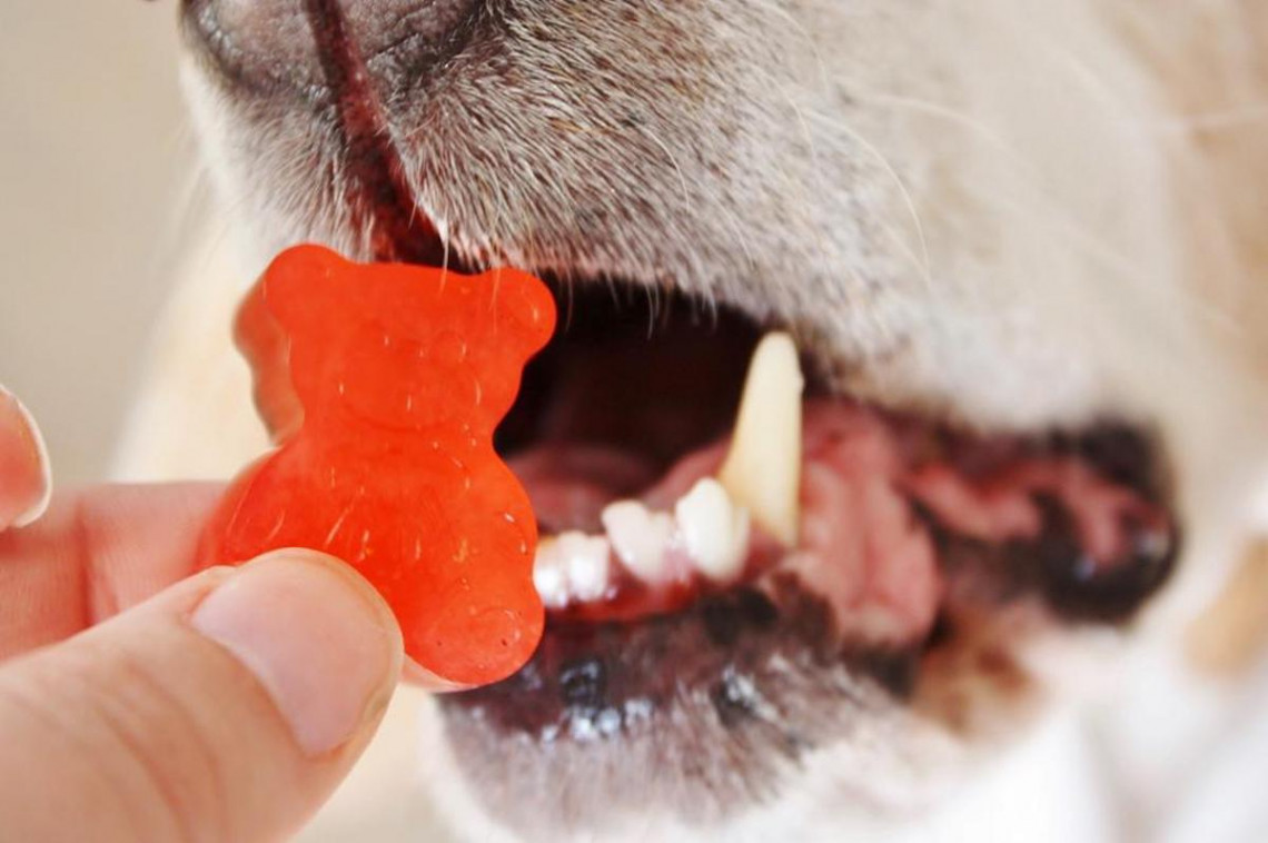 Recette de gâteries pour chiens style Gummy Bear (Facile à faire)!