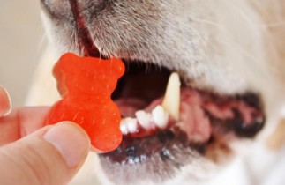 Recette de gâteries pour chiens style Gummy Bear (Facile à faire)!