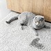 Comment éliminer l'odeur d'urine de chat sur un tapis?