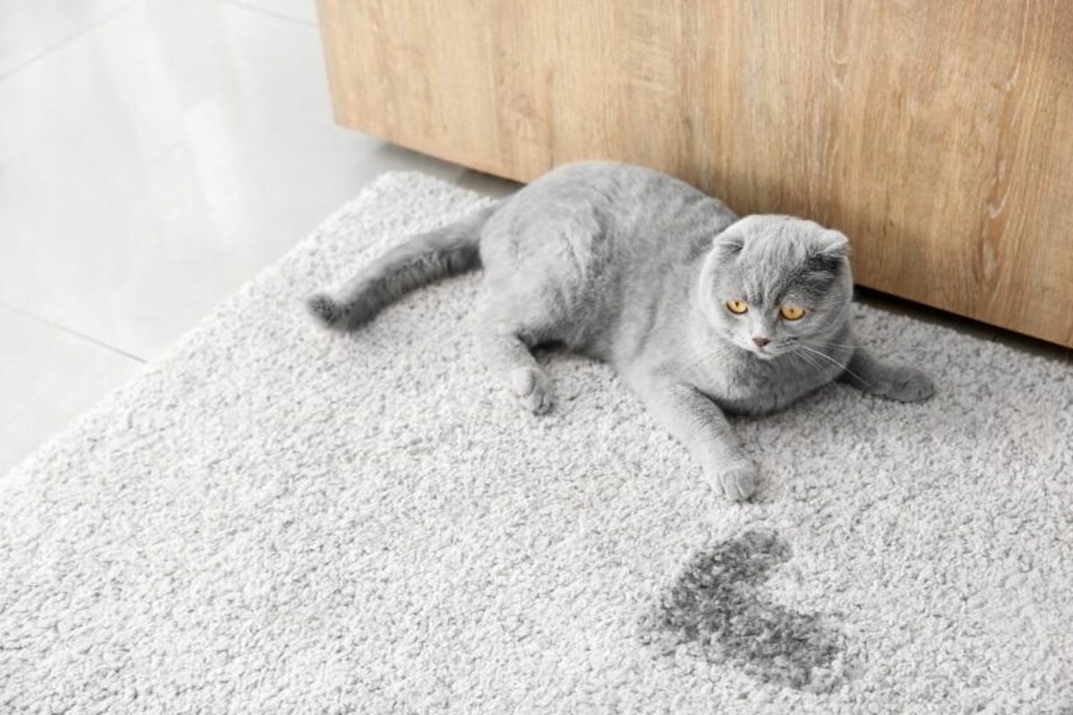 Comment éliminer l'odeur d'urine de chat sur un tapis?