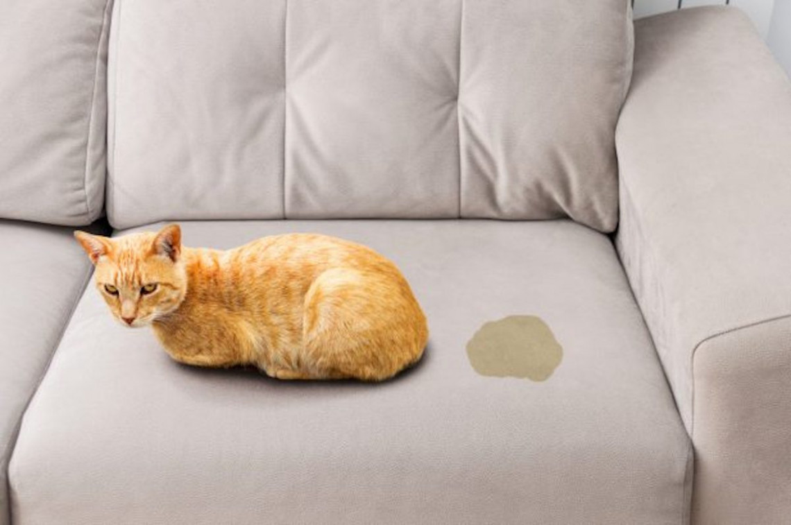 Comment enlever l'odeur d'urine de chat sur les divans et matelas?