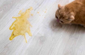 Comment enlever l'odeur d'urine de chat sur le plancher?