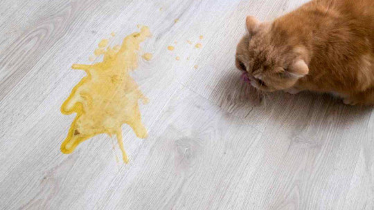 Comment enlever l'odeur d'urine de chat sur le plancher?