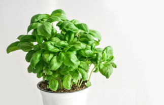 5 plantes faciles à cultiver en pot