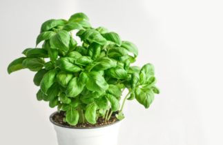 5 plantes faciles à cultiver en pot