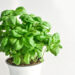 5 plantes faciles à cultiver en pot