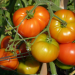 5 astuces pour avoir de grosses tomates
