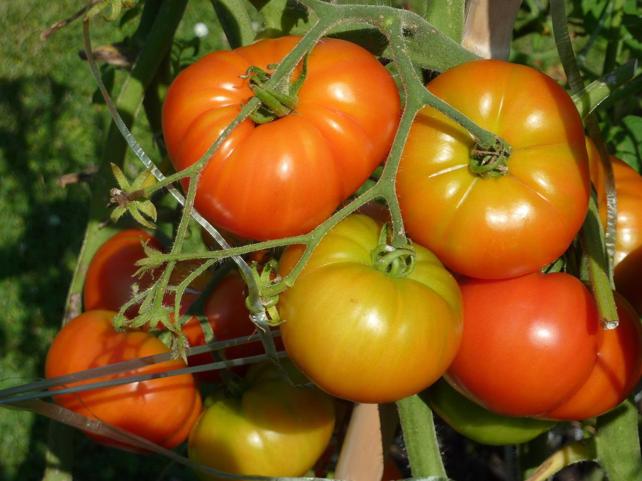 5 astuces pour avoir de grosses tomates