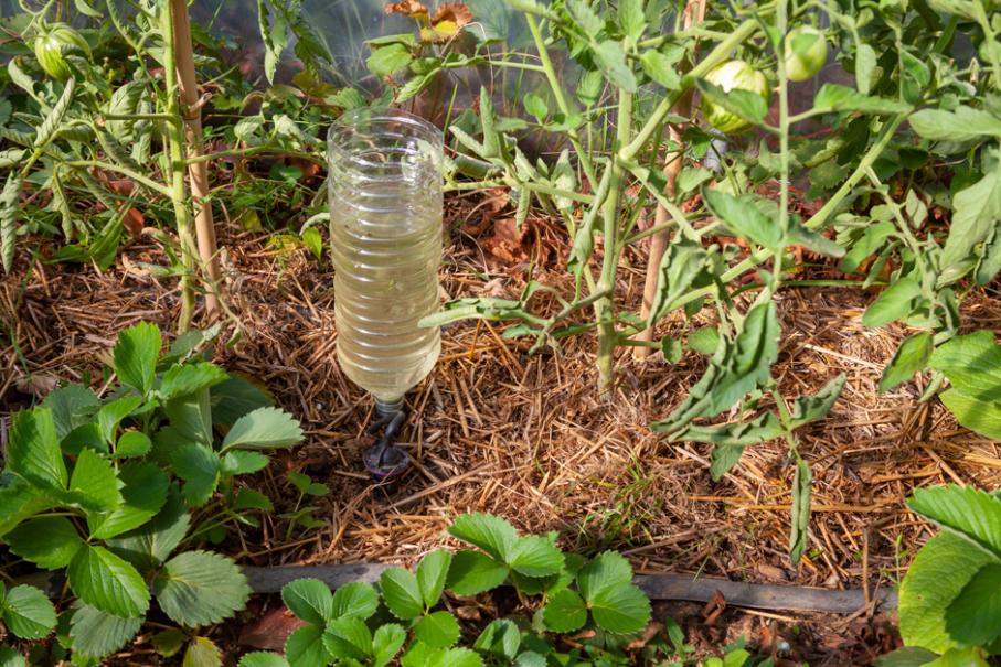 Astuce pour arroser ses plantes avec une bouteille en plastique
