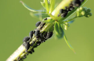 6 astuces contre les pucerons au jardin
