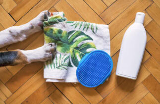 4 solutions pour se débarrasser des puces dans la maison