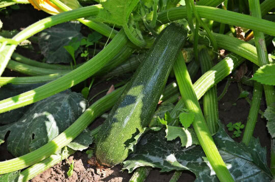 conseils pour réussir la culture des courgettes