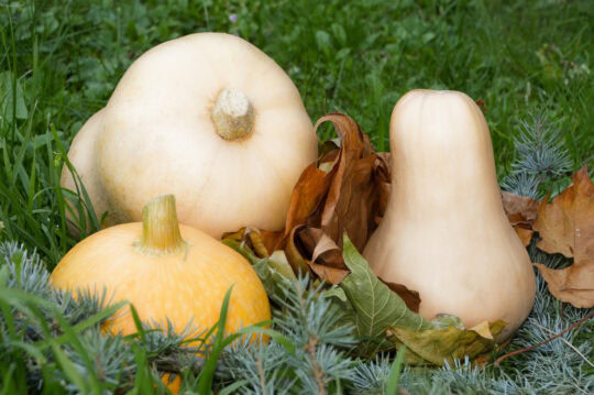 conseils pour réussir la culture des courges et potirons