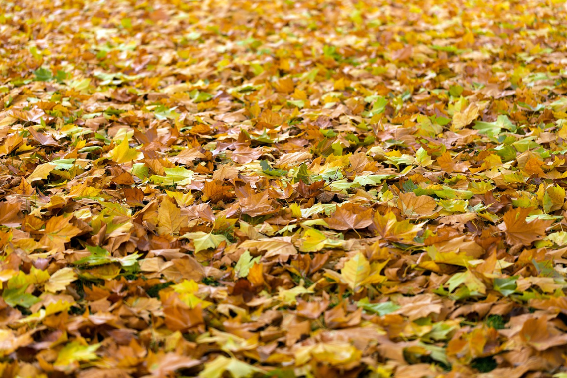 6 façons de réutiliser les feuilles mortes au jardin