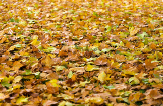 6 façons de réutiliser les feuilles mortes au jardin