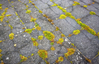 astuces naturelles pour éliminer la mousse sur la terrasse